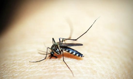 Brasil se aproxima de 1 milhão de casos prováveis de dengue